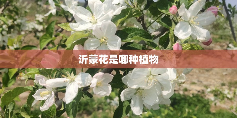 沂蒙花是哪种植物