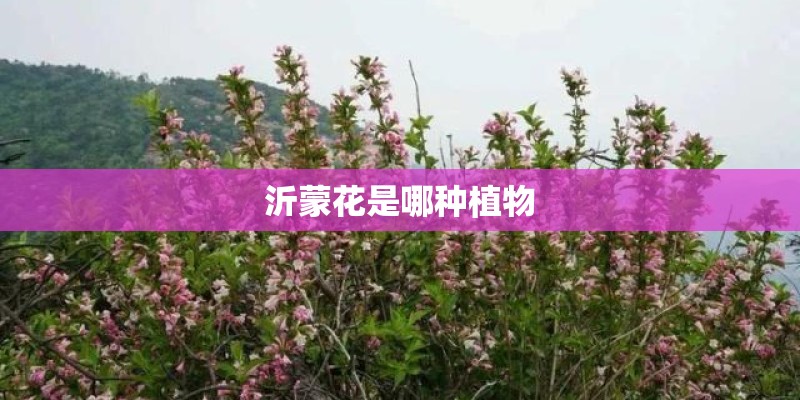沂蒙花是哪种植物
