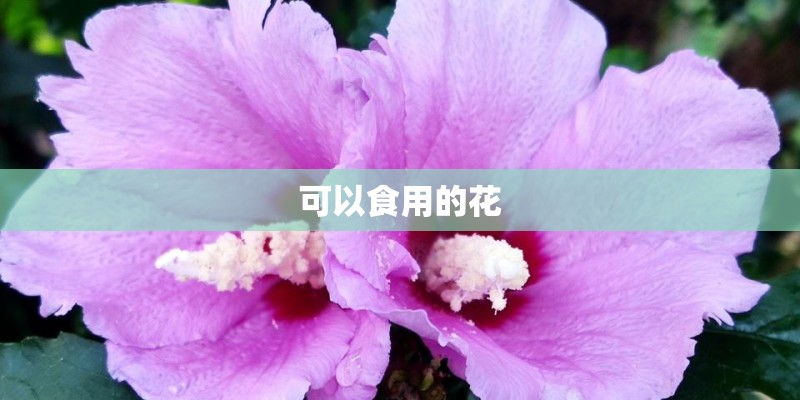 可以食用的花