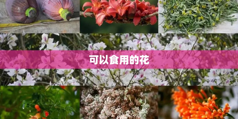 可以食用的花
