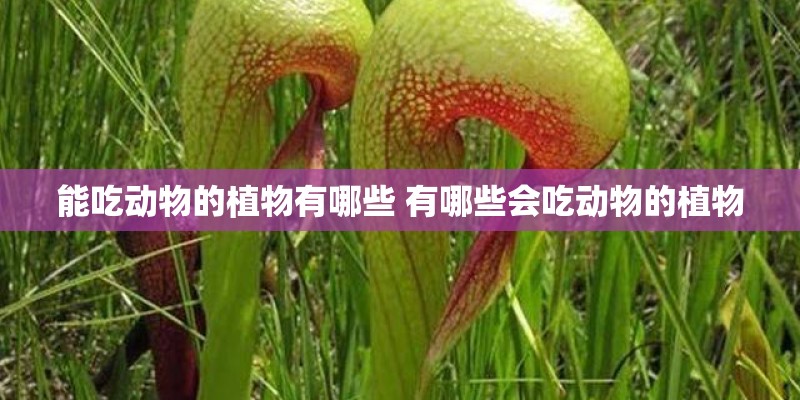 能吃动物的植物有哪些 有哪些会吃动物的植物