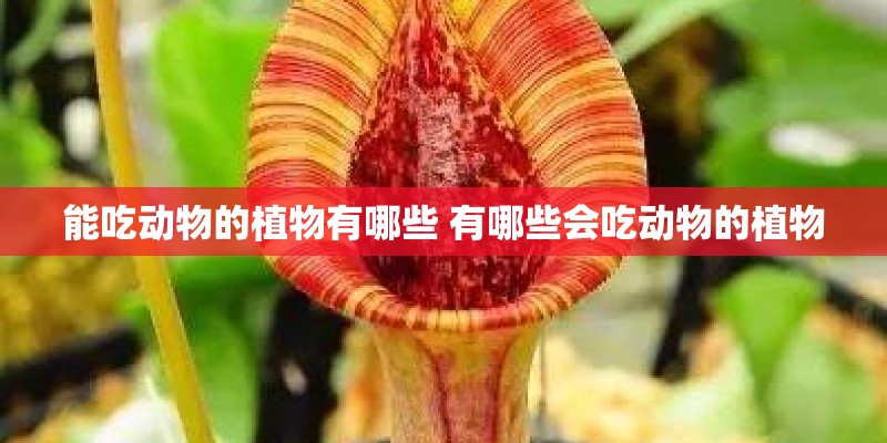 能吃动物的植物有哪些 有哪些会吃动物的植物