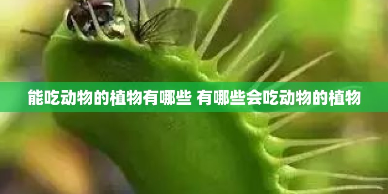 能吃动物的植物有哪些 有哪些会吃动物的植物