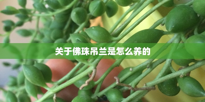 关于佛珠吊兰是怎么养的