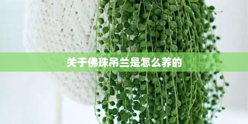 关于佛珠吊兰是怎么养的