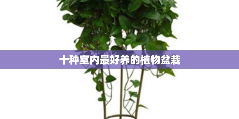 十种室内最好养的植物盆栽