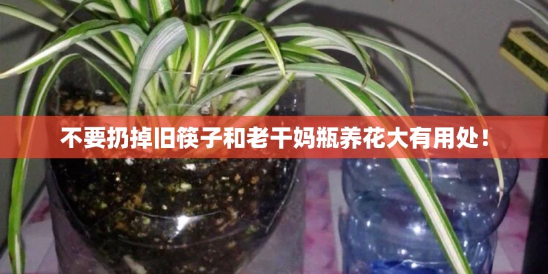 不要扔掉旧筷子和老干妈瓶养花大有用处！