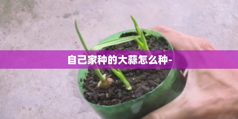 自己家种的大蒜怎么种-