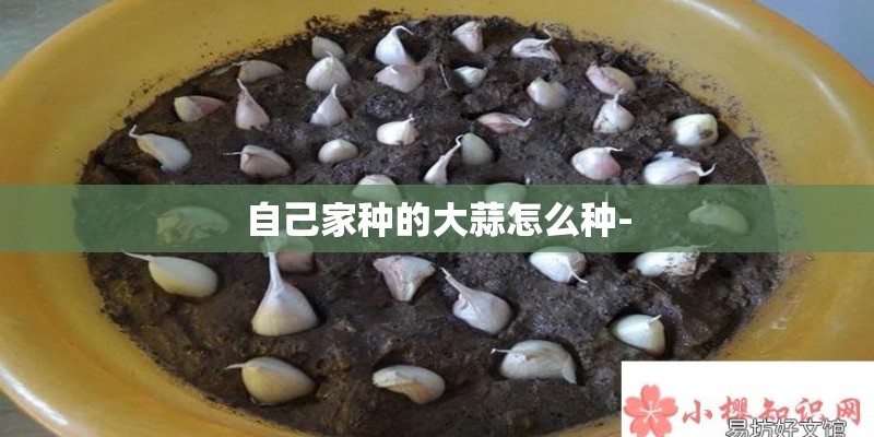 自己家种的大蒜怎么种-