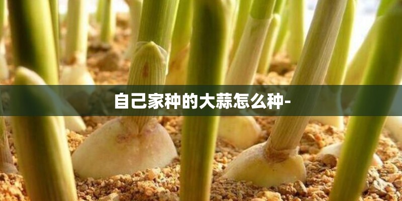 自己家种的大蒜怎么种-