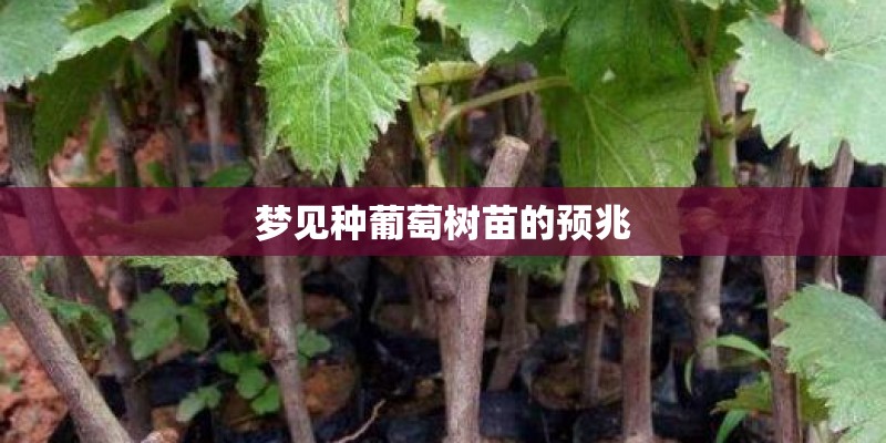 梦见种葡萄树苗的预兆