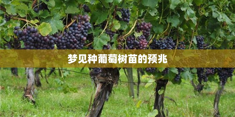 梦见种葡萄树苗的预兆