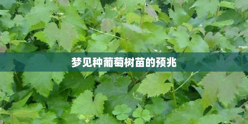 梦见种葡萄树苗的预兆
