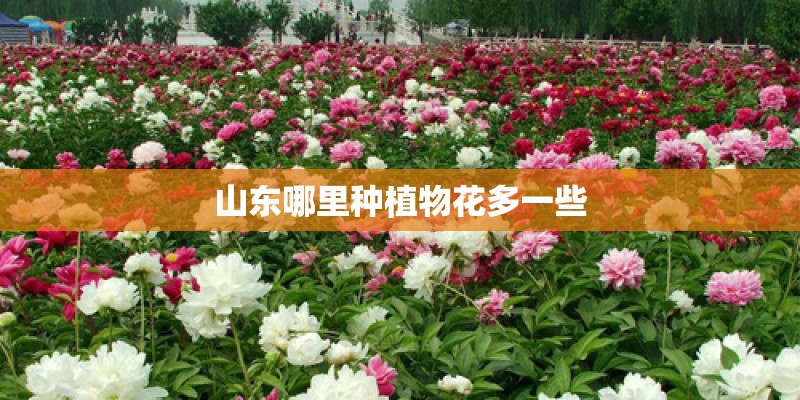 山东哪里种植物花多一些