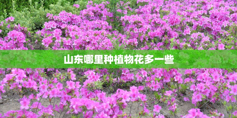 山东哪里种植物花多一些