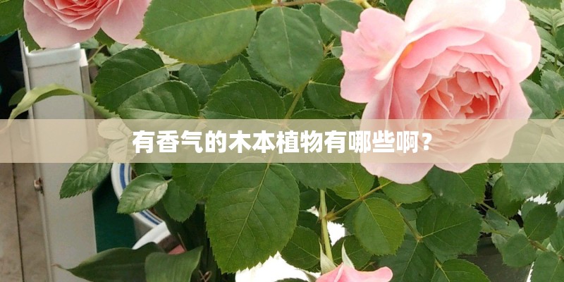有香气的木本植物有哪些啊？