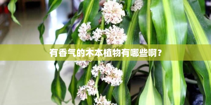 有香气的木本植物有哪些啊？