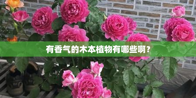 有香气的木本植物有哪些啊？