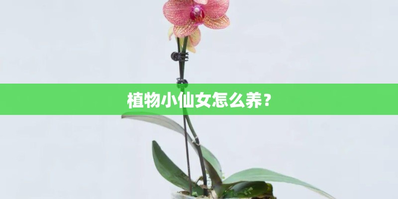 植物小仙女怎么养？