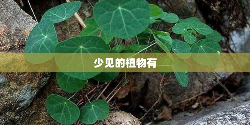 少见的植物有