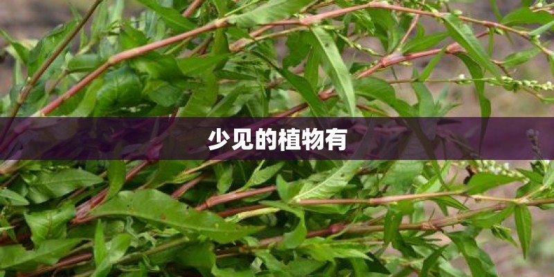 少见的植物有