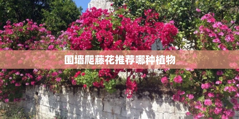 围墙爬藤花推荐哪种植物