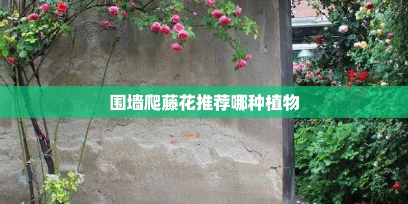 围墙爬藤花推荐哪种植物