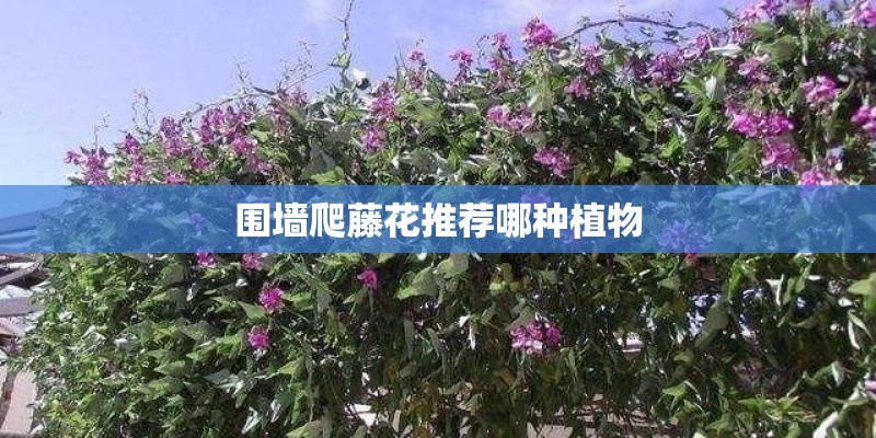 围墙爬藤花推荐哪种植物
