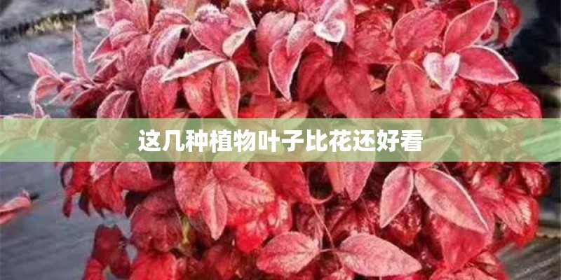 这几种植物叶子比花还好看