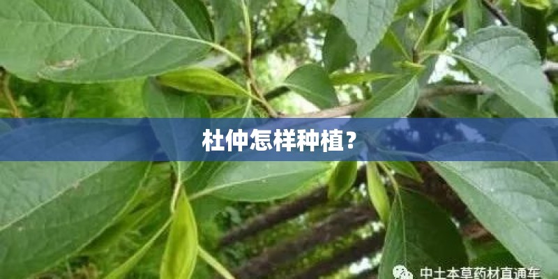 杜仲怎样种植？