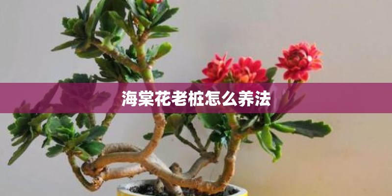 海棠花老桩怎么养法