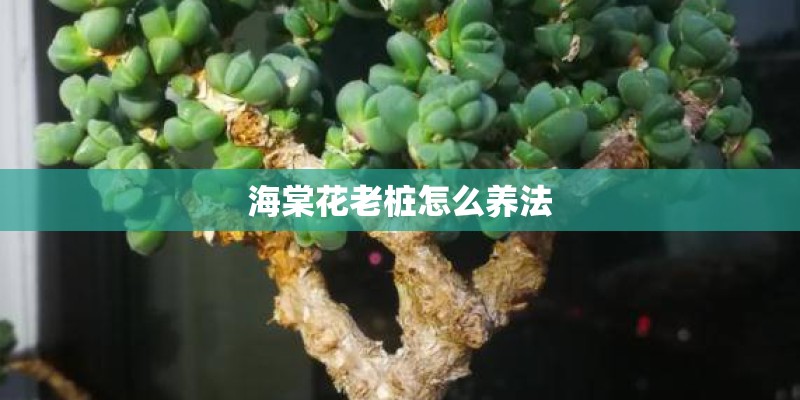海棠花老桩怎么养法