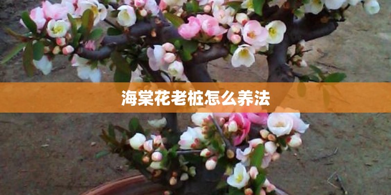 海棠花老桩怎么养法