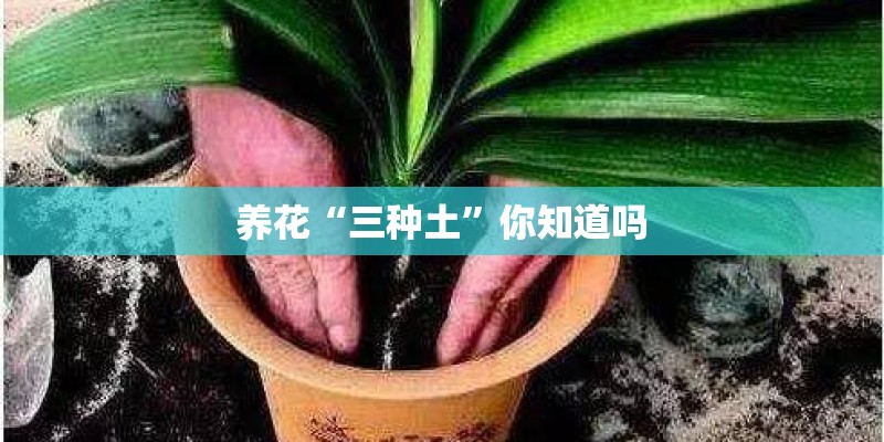 养花“三种土”你知道吗