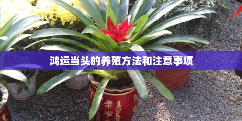 鸿运当头的养殖方法和注意事项