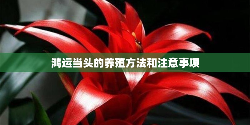 鸿运当头的养殖方法和注意事项