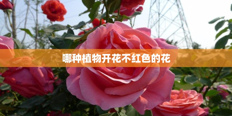 哪种植物开花不红色的花