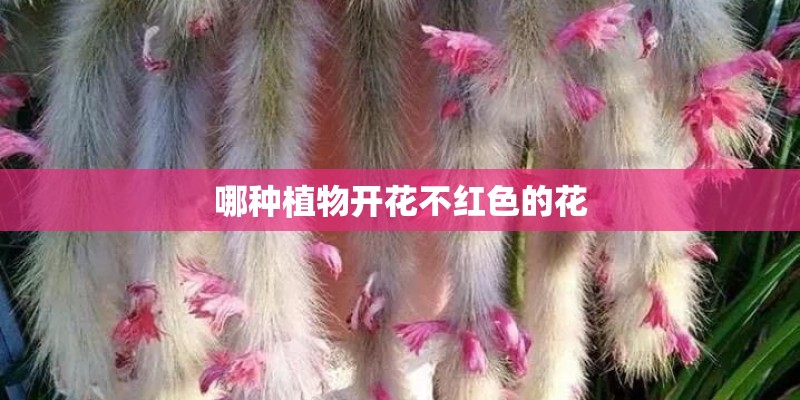 哪种植物开花不红色的花