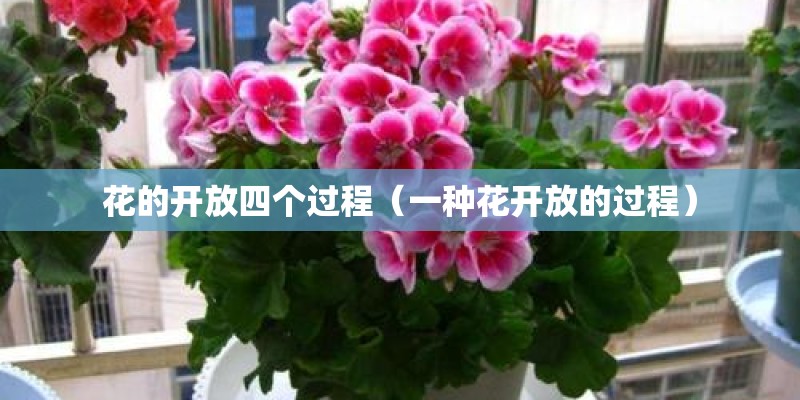 花的开放四个过程（一种花开放的过程）