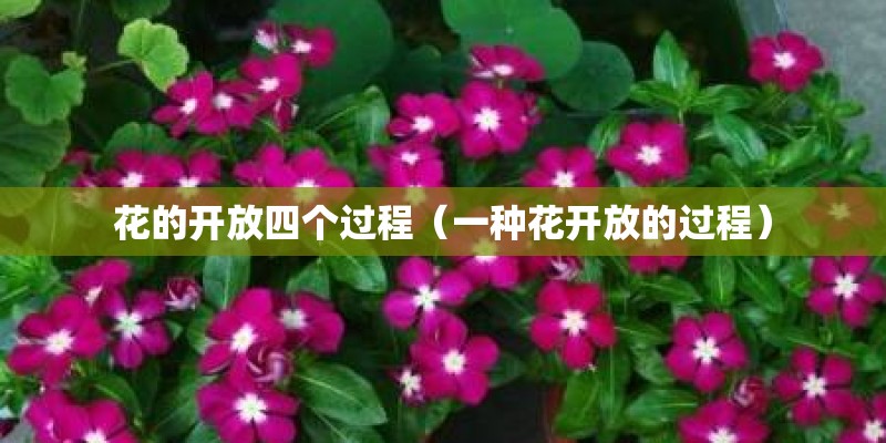 花的开放四个过程（一种花开放的过程）