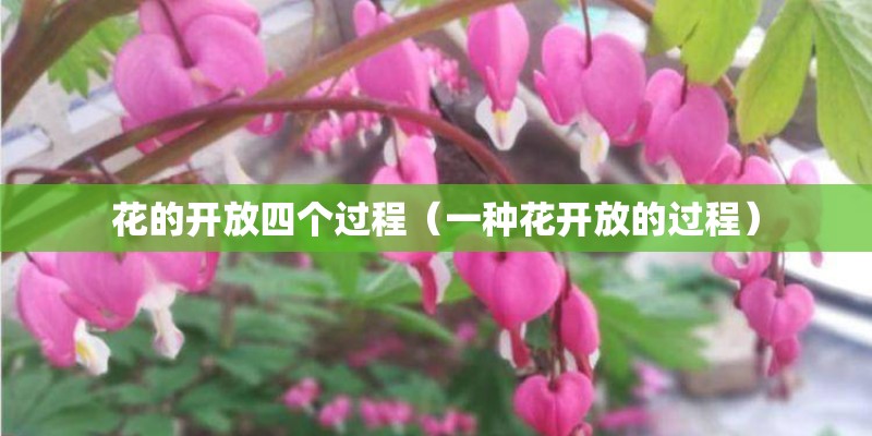 花的开放四个过程（一种花开放的过程）