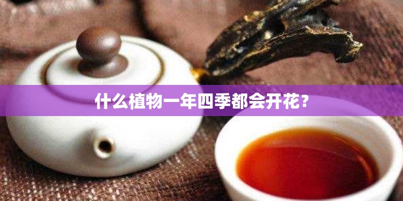 什么植物一年四季都会开花？