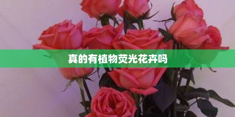 真的有植物荧光花卉吗