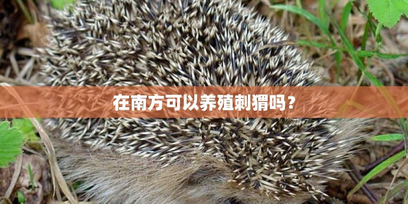 在南方可以养殖刺猬吗？