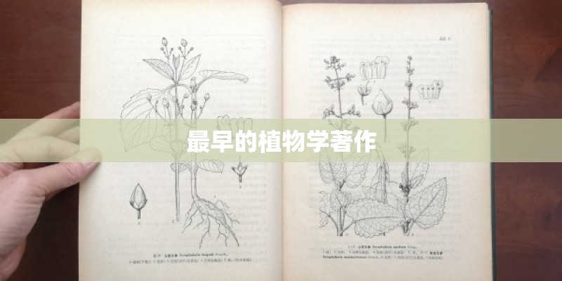 毛竹种子怎么种？