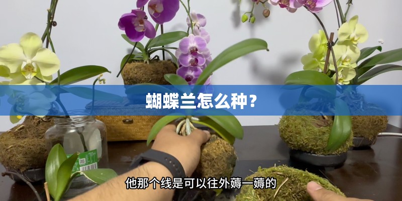 蝴蝶兰怎么种？