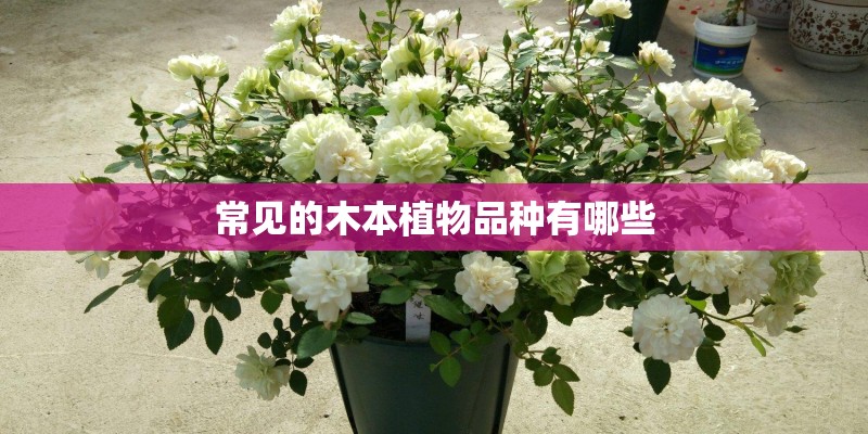 常见的木本植物品种有哪些