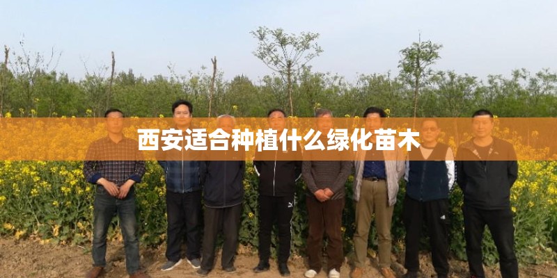 西安适合种植什么绿化苗木