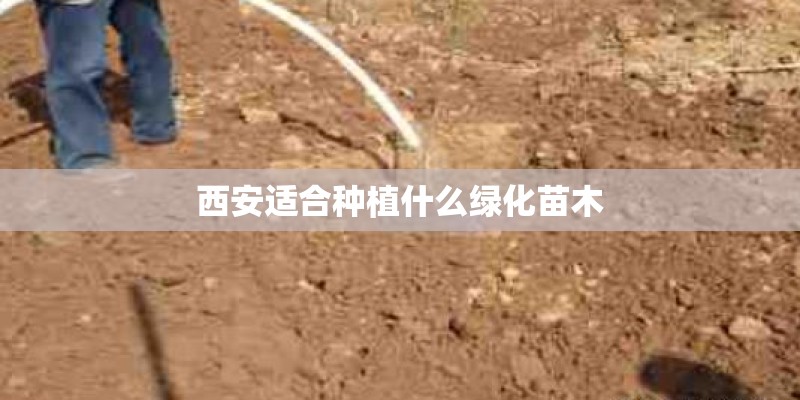 西安适合种植什么绿化苗木