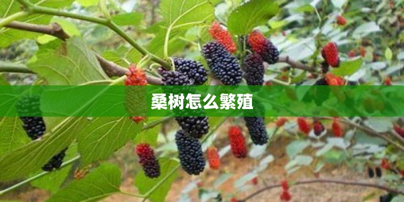 桑树怎么繁殖